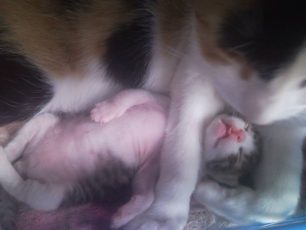 Άνω Λιόσια: Το μωρό γατάκι που γλύτωσε τον πνιγμό από τα χέρια της ηλικιωμένης γυναίκας
